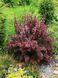 Барбарис Тунберга Atropurpurea Nana 3038 фото 2