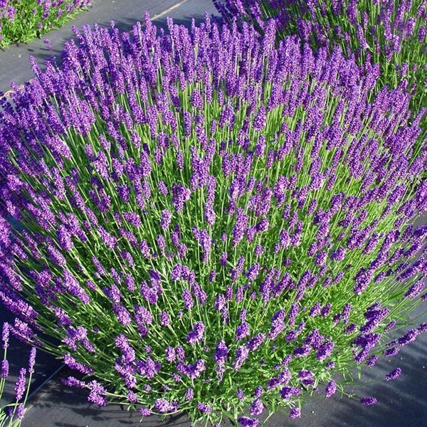 Лаванда вузьколиста Hidcote 439 фото