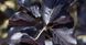 Бук лісовий Dawyck Purple C60 250-300 см 1922 фото 2