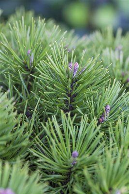 Сосна звичайна Glauca C160 250-300 см 761 фото