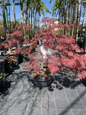 Клен пальмолистий Inaba Shidare 3420 фото