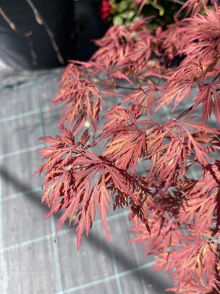 Клен пальмолистий Inaba Shidare 3420 фото