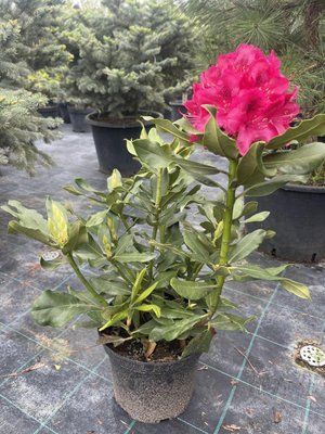Рододендрон Nova Zembla 3298 фото