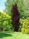 Бук лісовий Dawyck Purple 125 фото 1