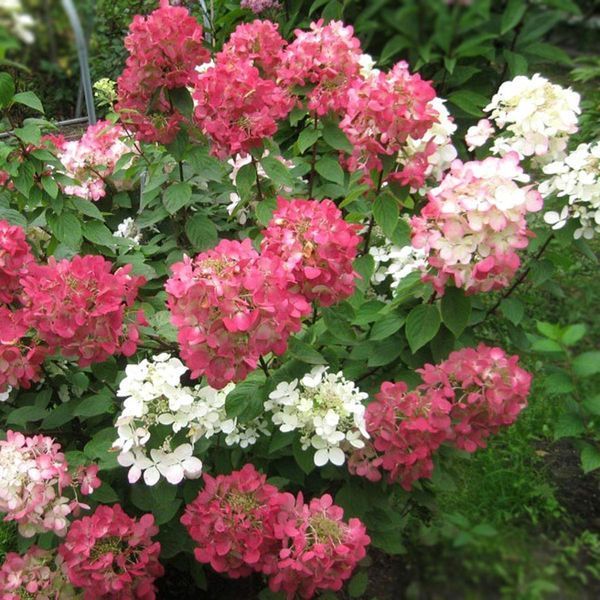Гортензія волотиста Pink Diamond 3805 фото