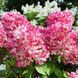Гортензія волотиста Pink Diamond 3805 фото 1