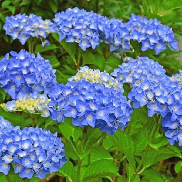 Гортензія широколиста Nikko Blue 3212 фото