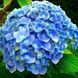 Гортензія широколиста Nikko Blue 3212 фото 1
