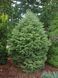 Ялина канадська Pyramidalis Compacta 3807 фото 2