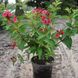 Вейгела квітуча Bristol Ruby C7,5 80-100 см 148 фото 2