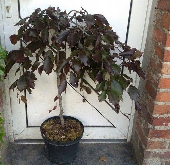 Бук лісовий Purpurea Pendula 131 фото