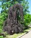 Бук лісовий Purpurea Pendula 131 фото 1