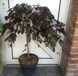 Бук лісовий Purpurea Pendula 131 фото 2