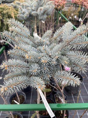 Ялина колюча Glauca Globosa Pa 1161 фото