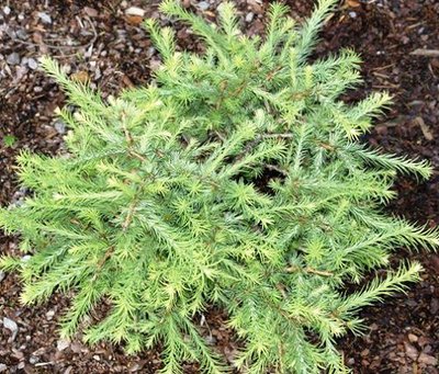 Модрина американська Hartwig Pine Pa C10 100 см 488 фото