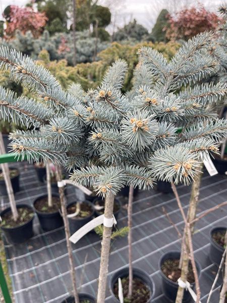 Ялина колюча Glauca Globosa Pa 1161 фото