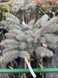 Ялина колюча Glauca Globosa Pa 1161 фото 1