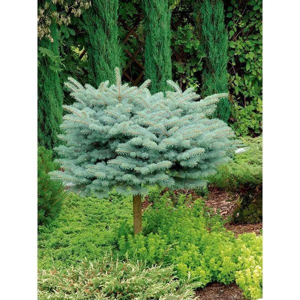 Ялина колюча Glauca Globosa Pa 1161 фото