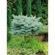 Ялина колюча Glauca Globosa Pa 1161 фото 3