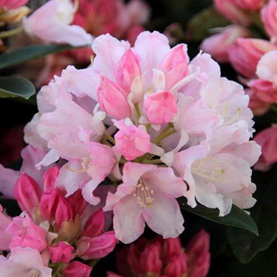 Рододендрон Dreamland 4148 фото