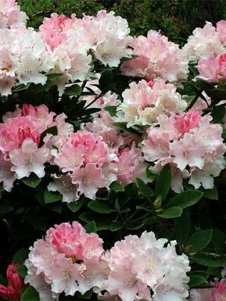 Рододендрон Dreamland 4148 фото
