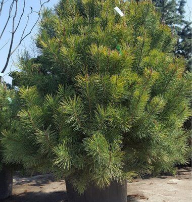 Сосна звичайна SYLVESTRIS 2010 фото