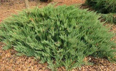 Ялівець козацький Tamariscifolia 3527 фото