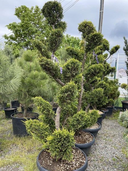 Кипарисовик Gold Rider Bonsai 3705 фото