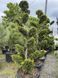 Кипарисовик Gold Rider Bonsai 3705 фото 2