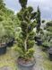 Кипарисовик Gold Rider Bonsai 3705 фото 1
