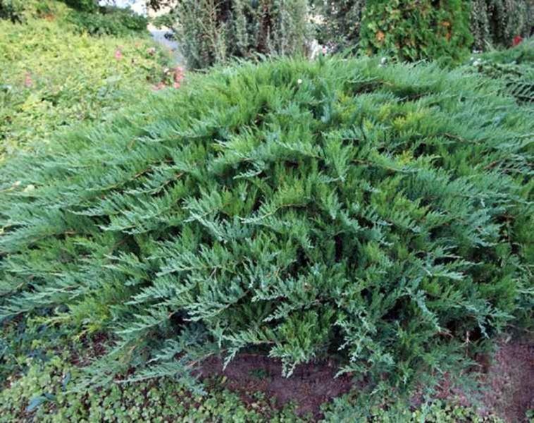 Ялівець козацький Tamariscifolia 3527 фото