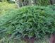 Ялівець козацький Tamariscifolia 3527 фото 2