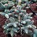 Ялиця іспанська Horstmann 3328 фото 1