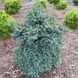 Ялиця іспанська Horstmann 3328 фото 2