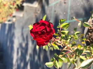 Троянда грунтопокривна Purple Velvet С2 20-30 см 932 фото