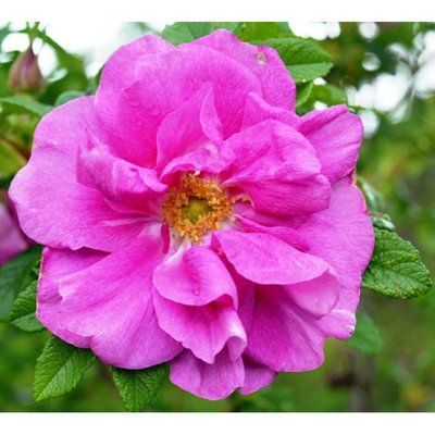 Троянда зморшкувата (Rosa rugosa) 3530 фото