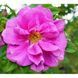 Троянда зморшкувата (Rosa rugosa) 3530 фото 1