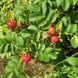Троянда зморшкувата (Rosa rugosa) 3530 фото 3
