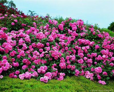 Троянда грунтопокривна C2 20 см 933 фото