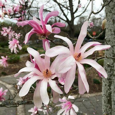 Магнолія зірчаста Rosea 478 фото