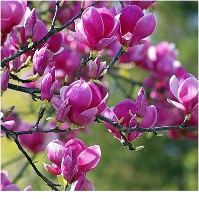 Магнолія суланжа Black Tulip 479 фото