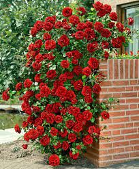 Троянда Плетиста C3 40 см 935 фото