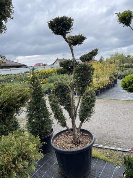 Тис ягідний Bonsai 3719 фото