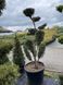 Тис ягідний Bonsai 3719 фото 2