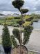 Тис ягідний Bonsai 3719 фото 1
