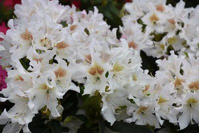 Рододендрон Cunningham's White 3061 фото