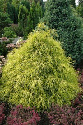 Кипарисовик горохоплідний Filifera Aurea Nana 3840 фото