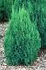 Ялівець китайський Stricta 1443 фото 2
