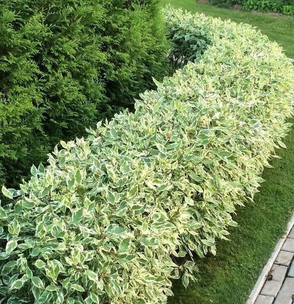 Дерен білий Sibirica Variegata 3583 фото