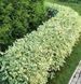 Дерен білий Sibirica Variegata 3583 фото 2